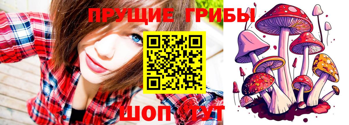 Галлюциногенные грибы Psilocybine cubensis Тимашёвск